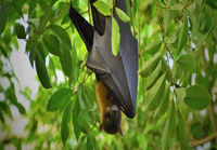 گزارش ترسناک از خطر خفاش‌های در کمین انسان!